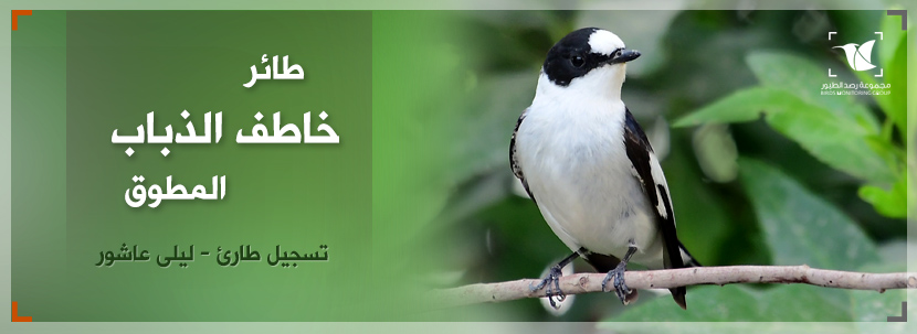 Read more about the article خاطف الذباب المطوق