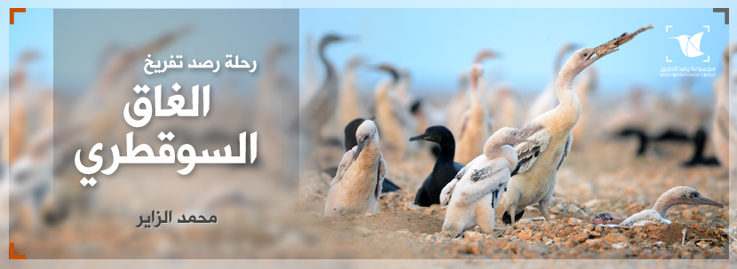 Read more about the article رحلة تفريخ الغاق السوقطري