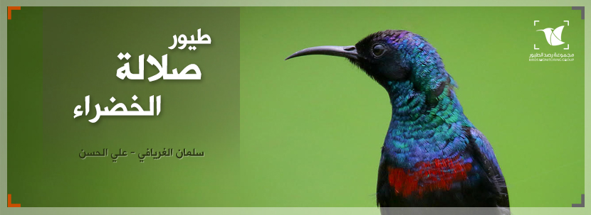 Read more about the article طيور صلالة الخضراء