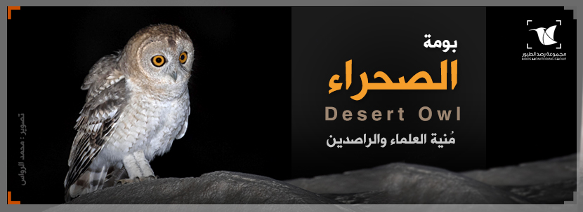 Read more about the article بومة الصحراء Desert Owl .. مُنية العلماء والراصدين