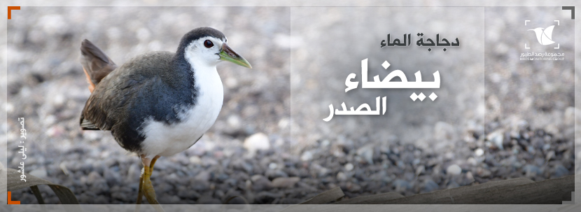 Read more about the article دجاجة الماء بيضاء الصدر