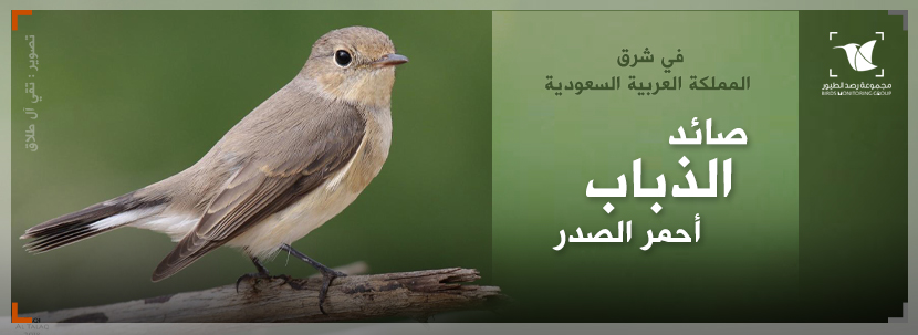 Read more about the article صائد الذباب أحمر الصدر في شرق المملكة