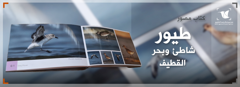 Read more about the article كتاب مصور: طيور شاطئ وبحر القطيف