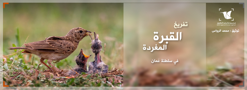 Read more about the article تفريخ القبرة المغردة